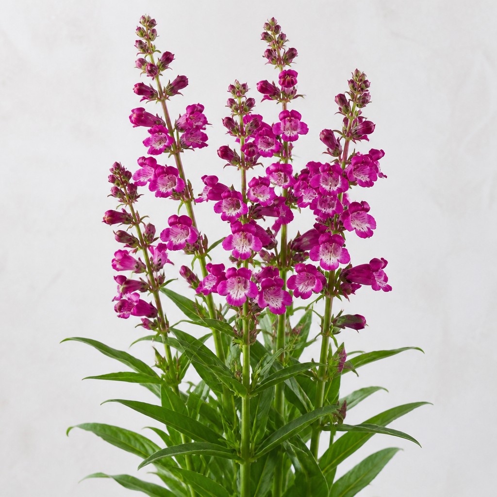Beardtongue