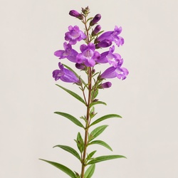 Beardtongue Identification Guide