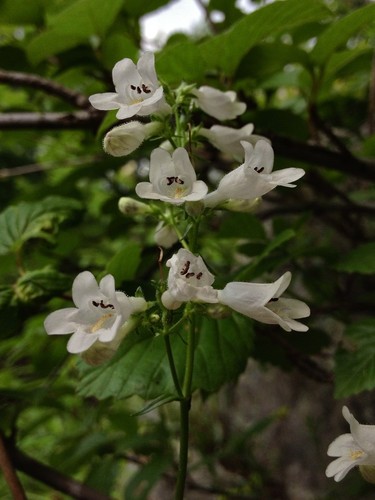 Beardtongue