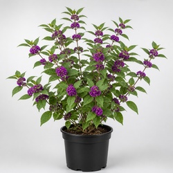 Beautyberry Identification Guide
