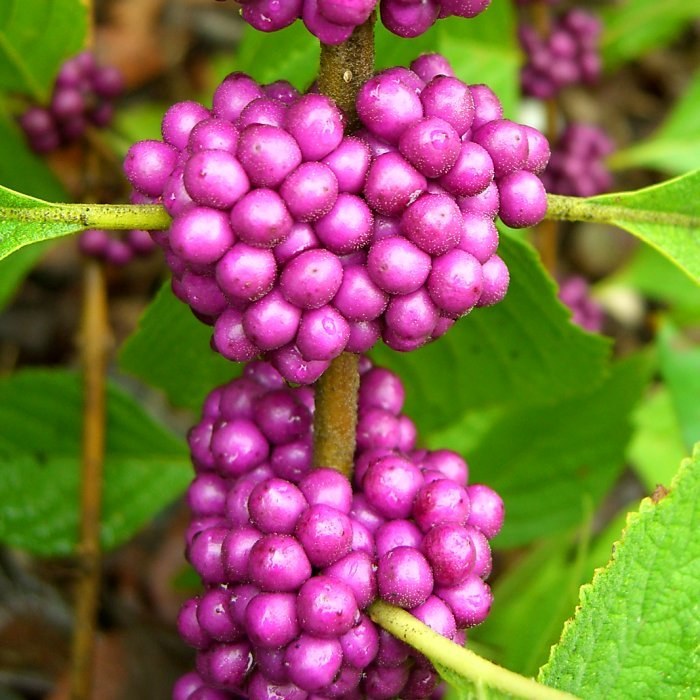 How to Care for Beautyberry