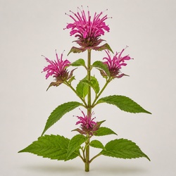 Bee Balm Identification Guide