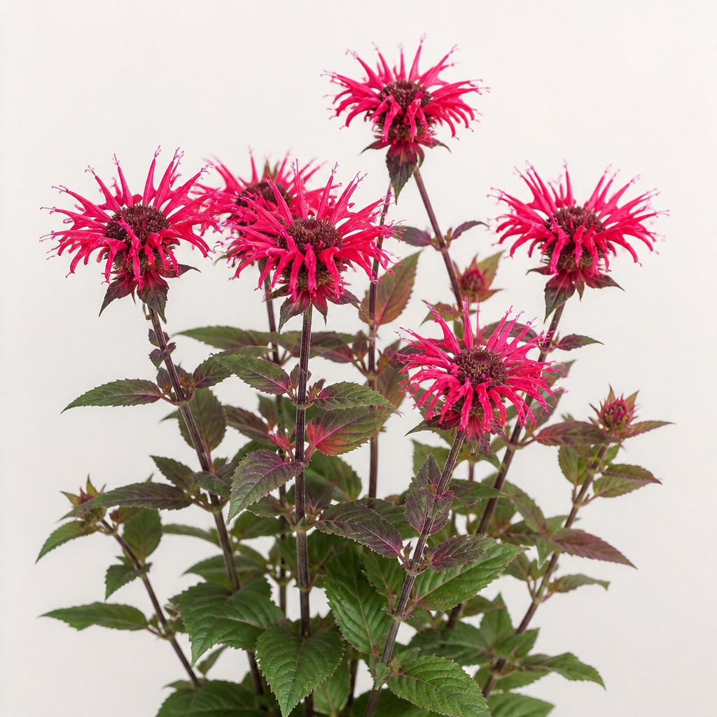 Bee Balm