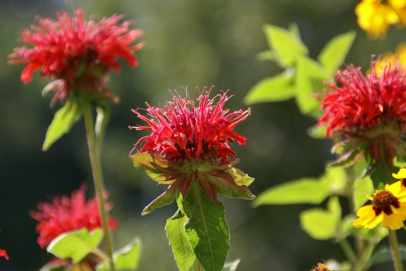 How to Care for Bee Balm