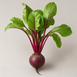 Beet Identification Guide