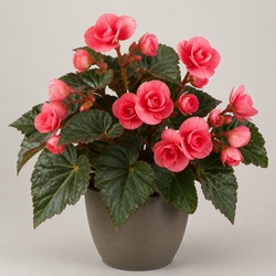 Begonia Identification Guide