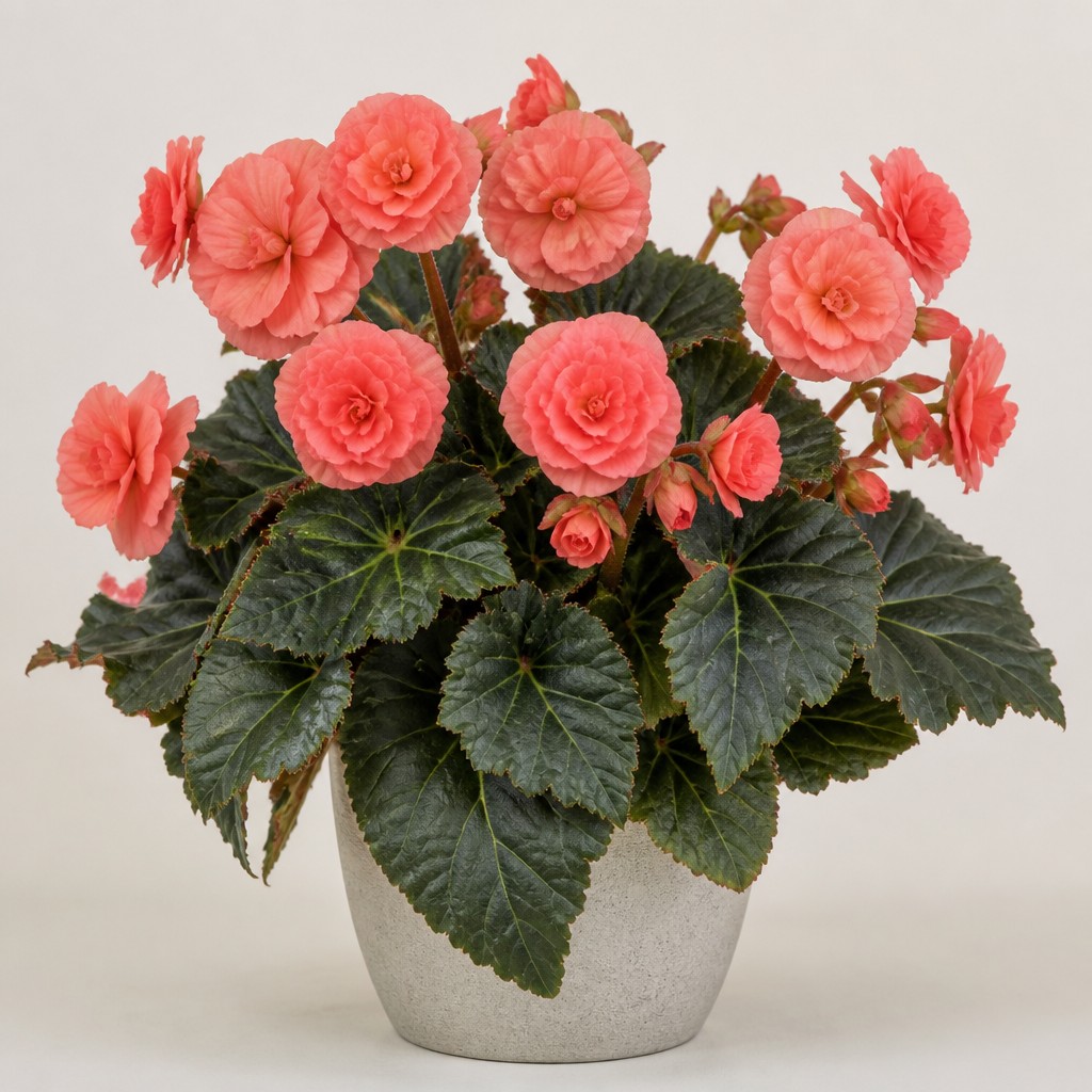 Begonia