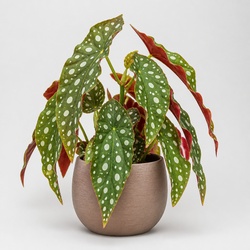 Begonia Maculata Identification Guide