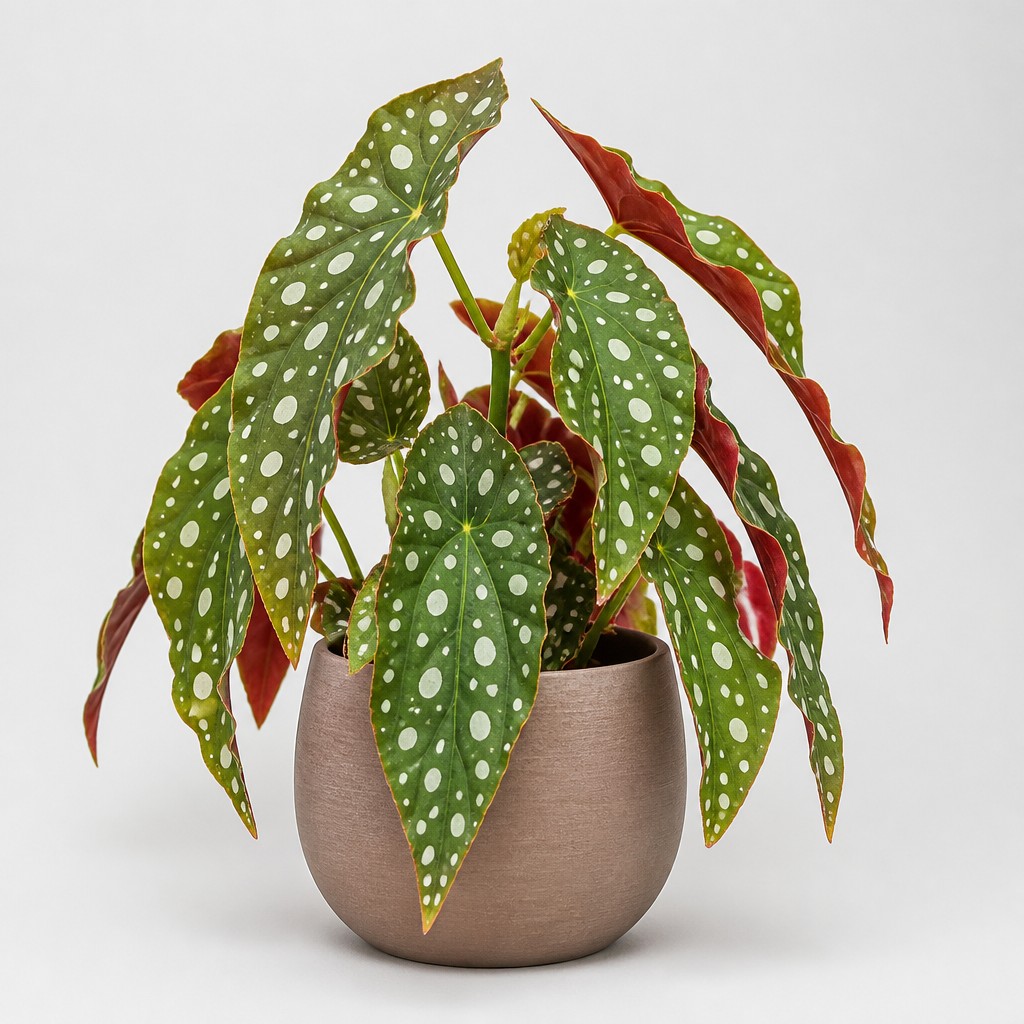 Begonia Maculata