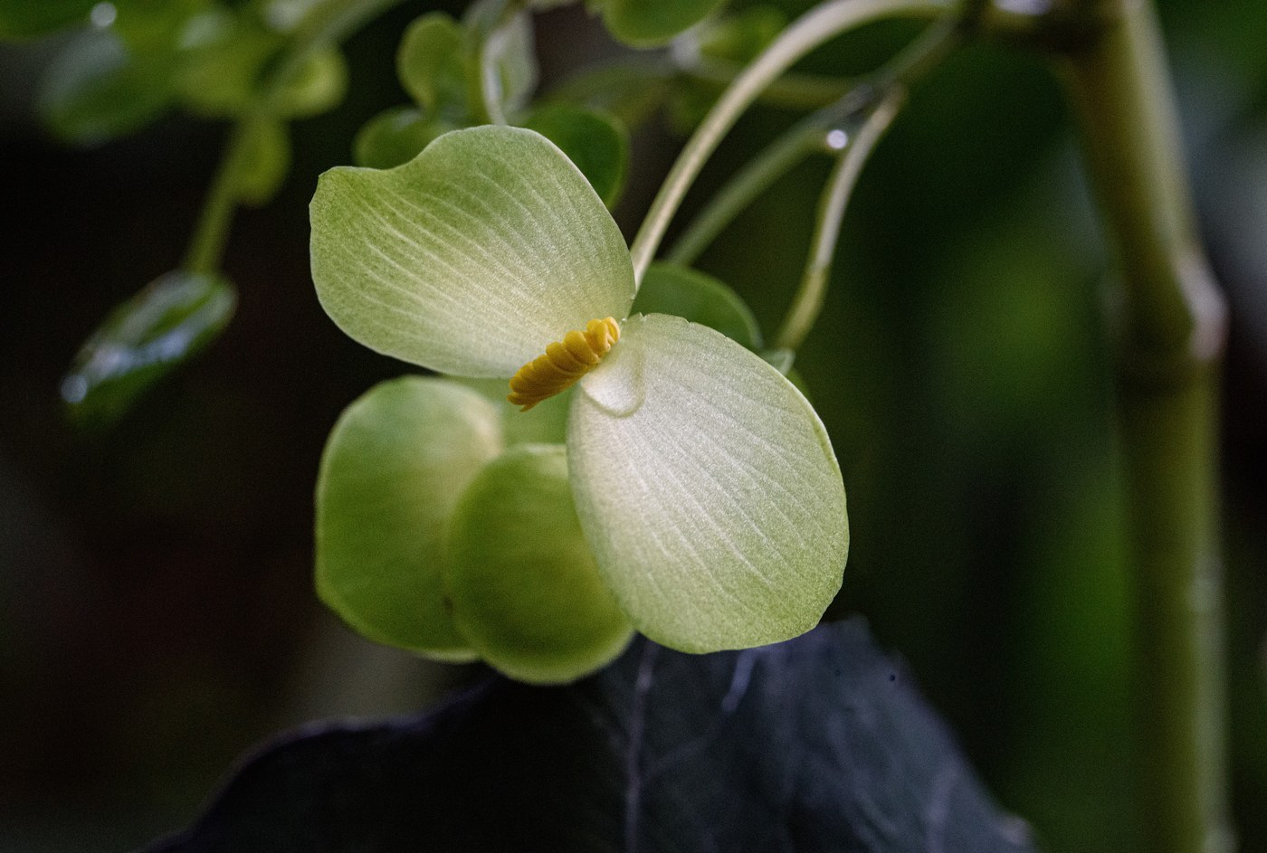 How to Care for Begonia