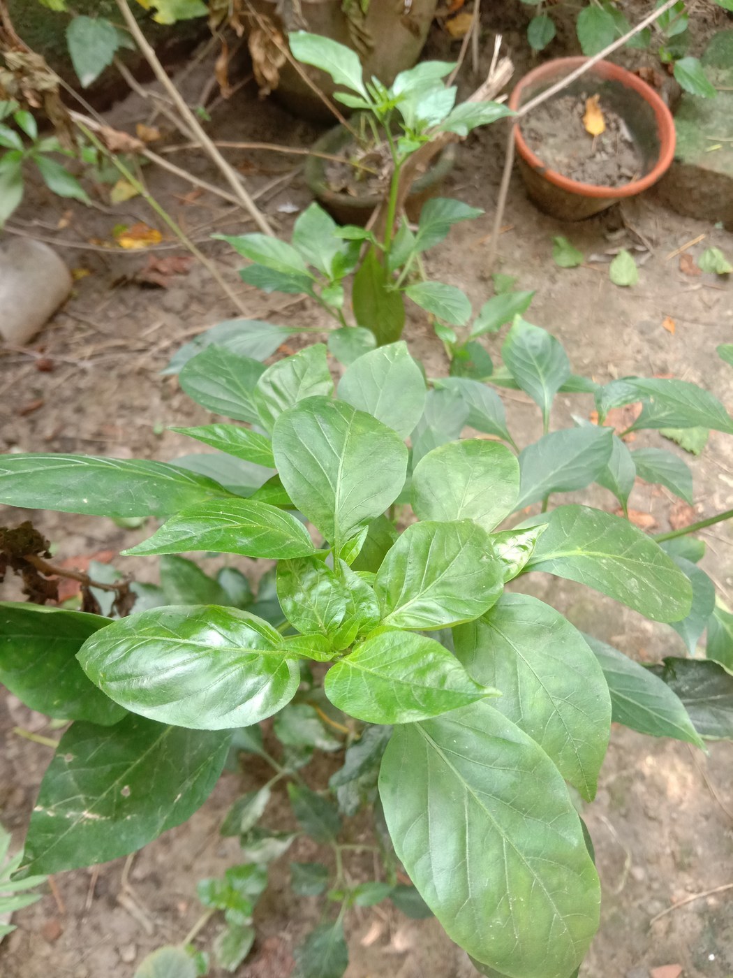 How to Care for Bell Pepper