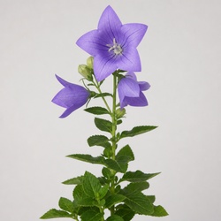 Bellflower Identification Guide