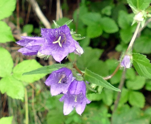 Bellflower