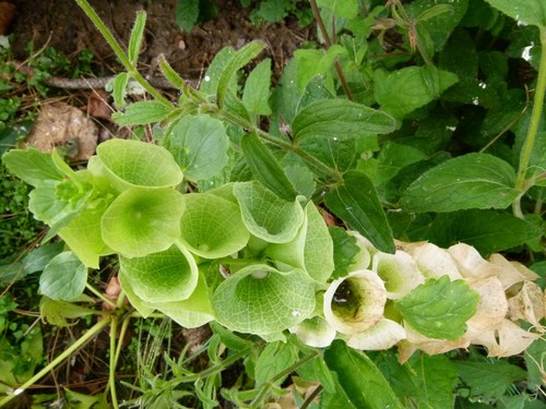 Bells of Ireland