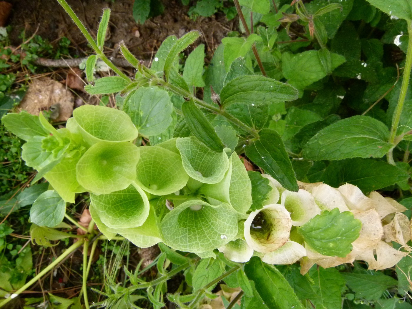 How to Care for Bells of Ireland