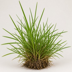 Bermuda Grass Identification Guide