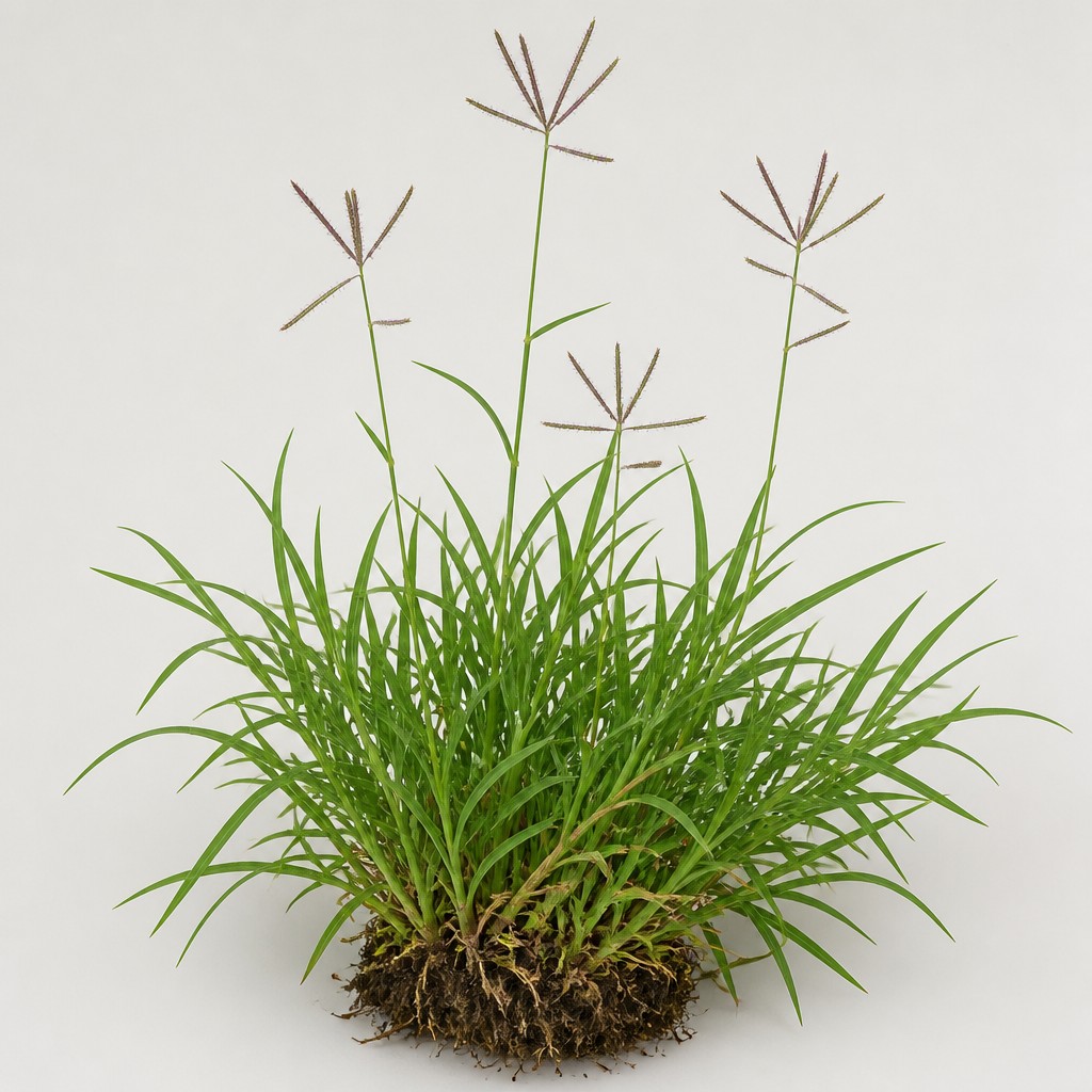 Bermuda Grass