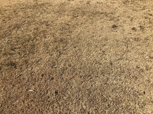 Bermuda Grass