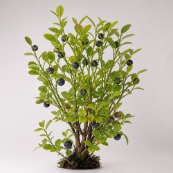 Bilberry Identification Guide