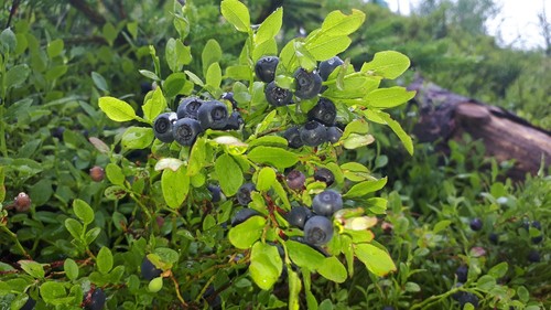 Bilberry