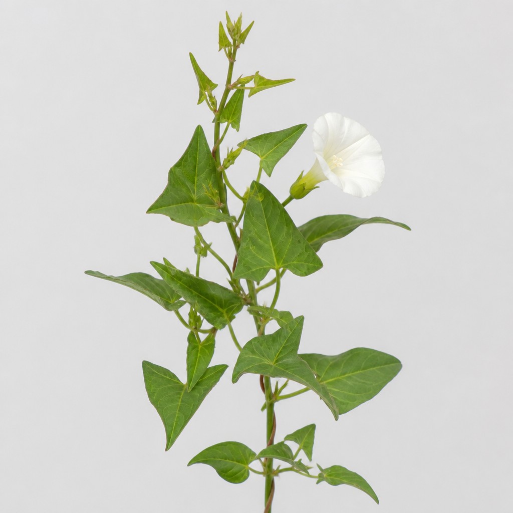 Bindweed