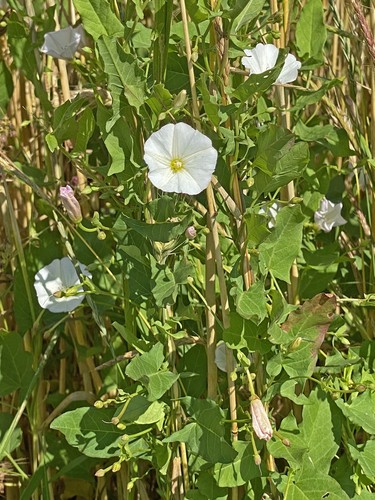 Bindweed