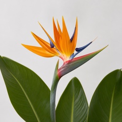 Bird of Paradise Identification Guide