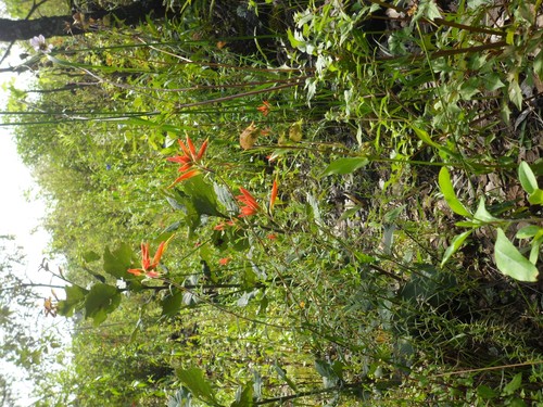 Bird of Paradise
