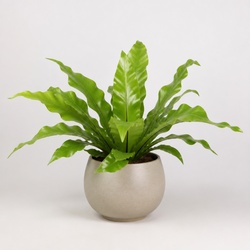 Bird's Nest Fern Identification Guide