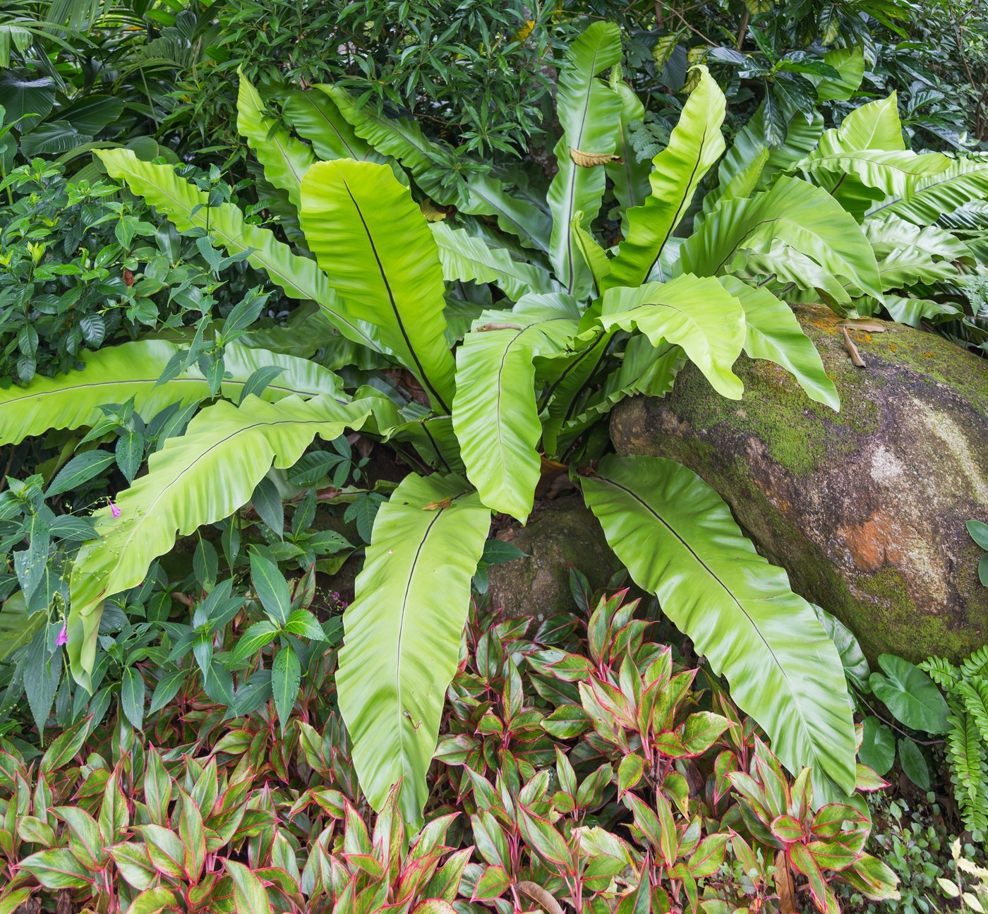 How to Care for Bird's Nest Fern