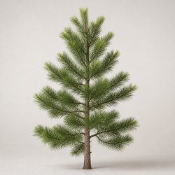 Bishop Pine Identification Guide