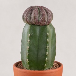 Bishop's Cap Cactus Identification Guide