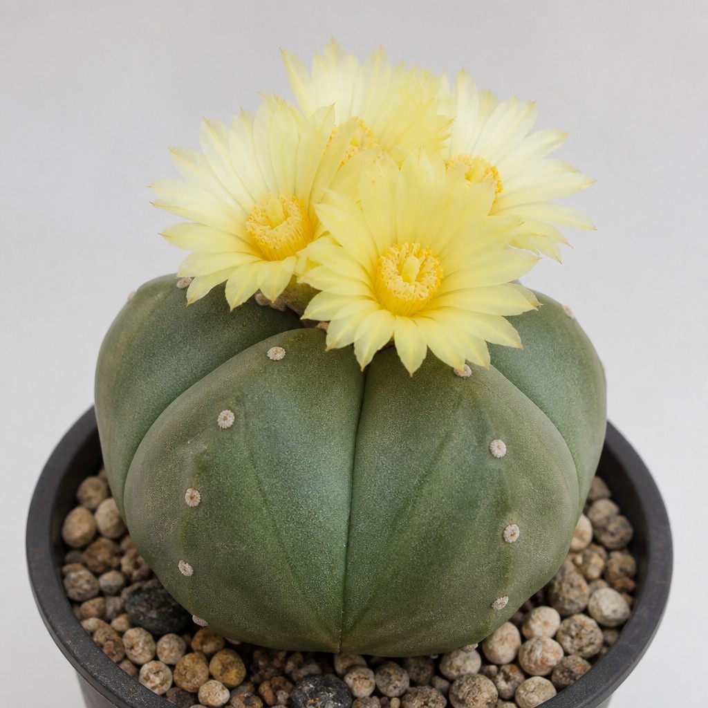 Bishop's Cap Cactus
