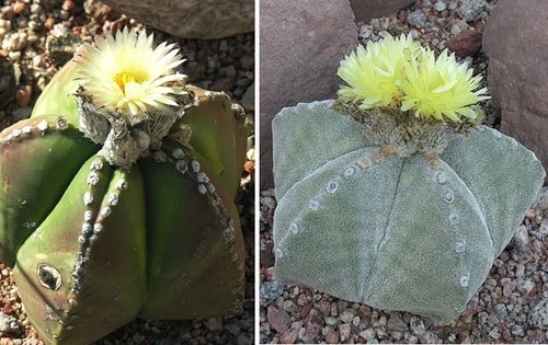 Bishop's Cap Cactus