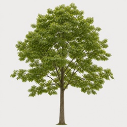 Bitternut Hickory Identification Guide