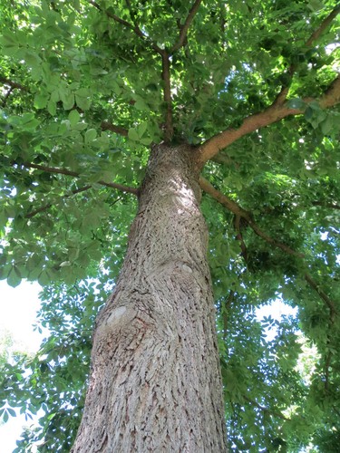 Bitternut Hickory