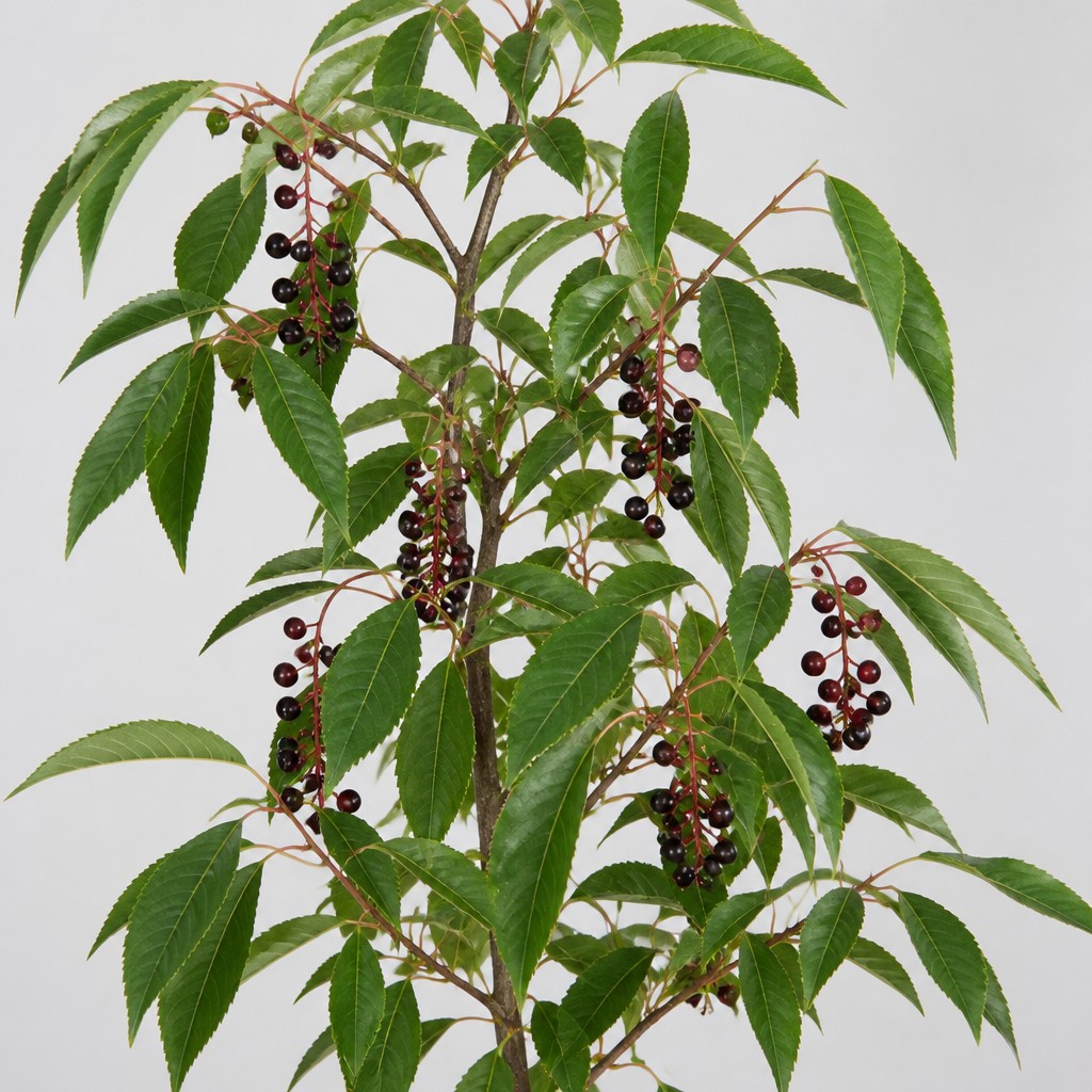 Black Cherry