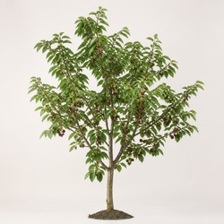 Black Cherry Identification Guide