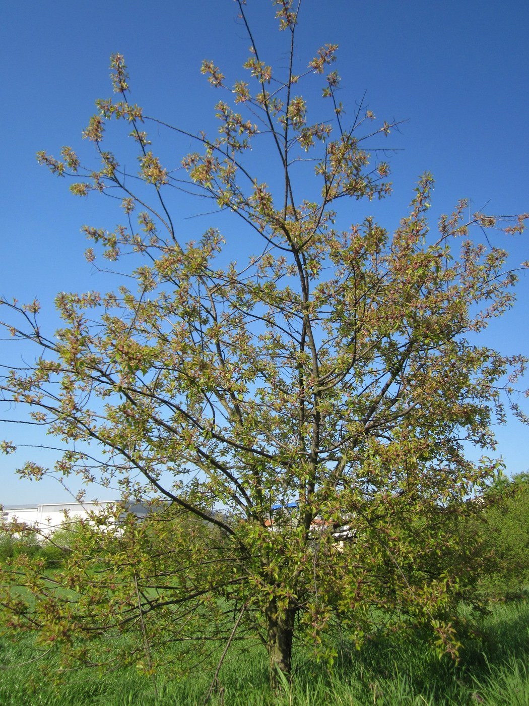 How to Care for Black Cherry
