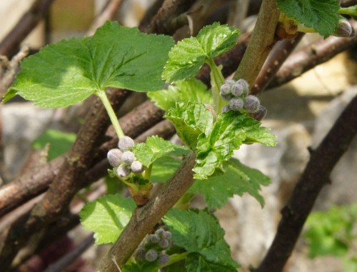 Black Currant