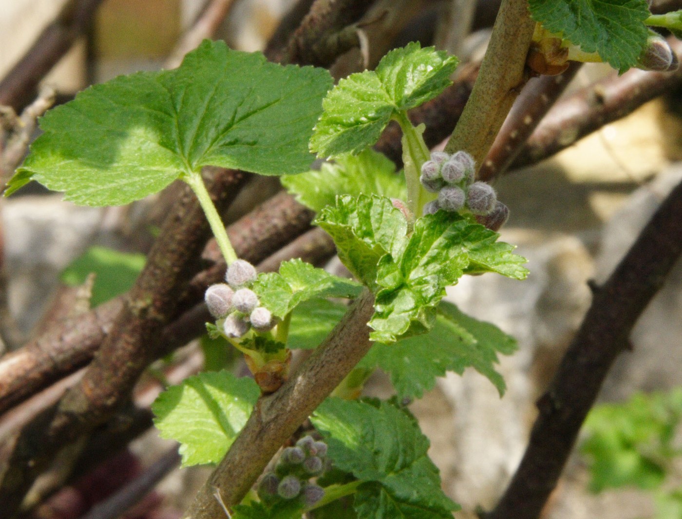 How to Care for Black Currant