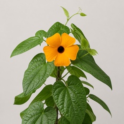 Black-Eyed Susan Vine Identification Guide