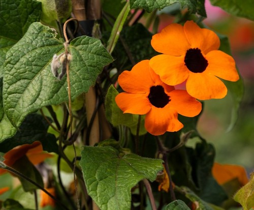 Black-Eyed Susan Vine