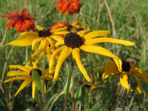 Black-Eyed Susan