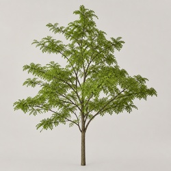 Black Locust Identification Guide