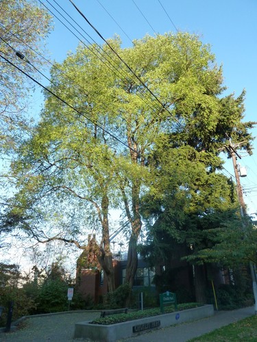 Black Locust