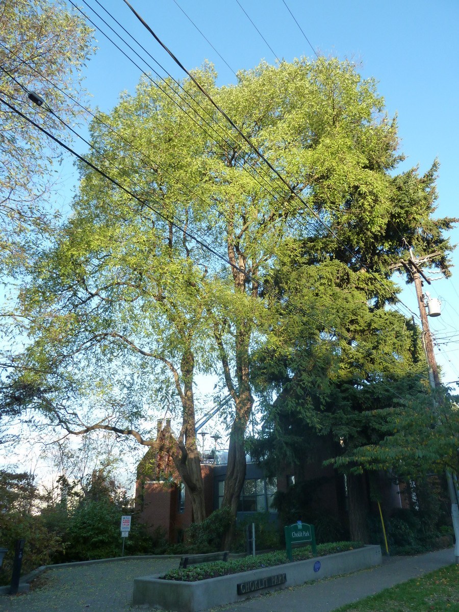 How to Care for Black Locust