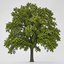 Black Oak Identification Guide