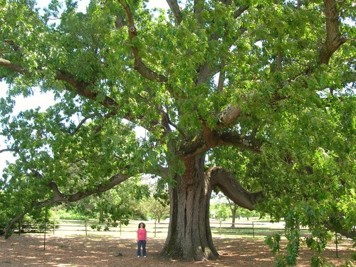 Black Oak