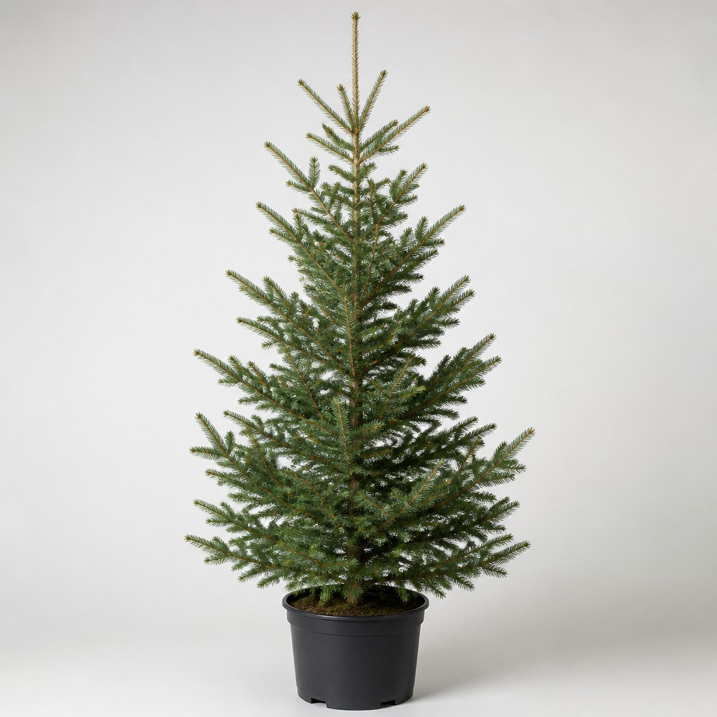 Black Spruce